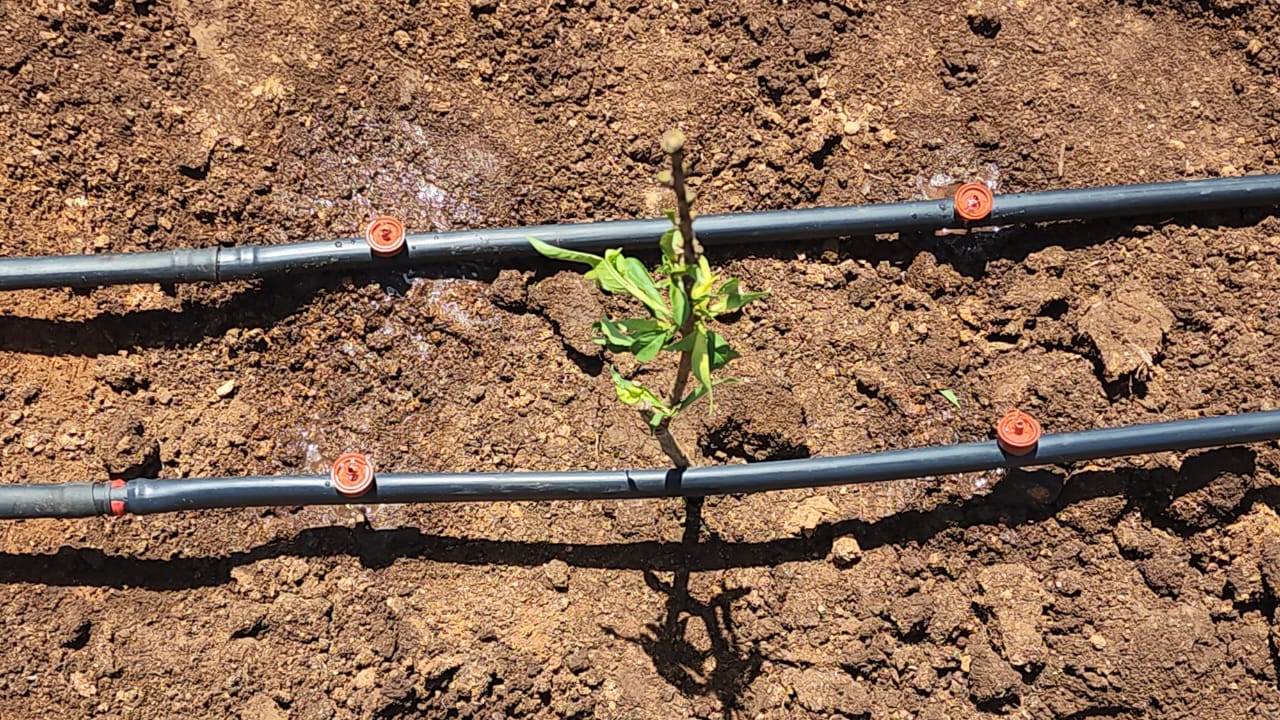 Détail des tuyaux d'irrigation goutte à goutte