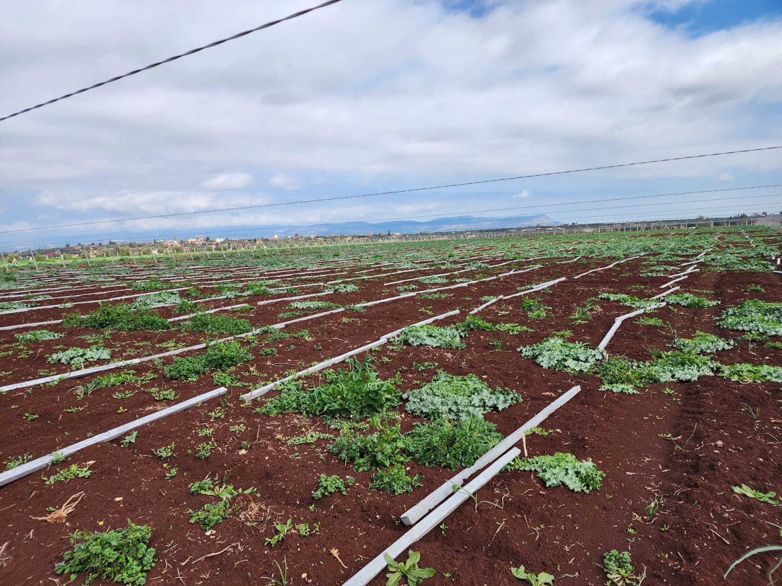 Champ avec système d'irrigation goutte à goutte installé