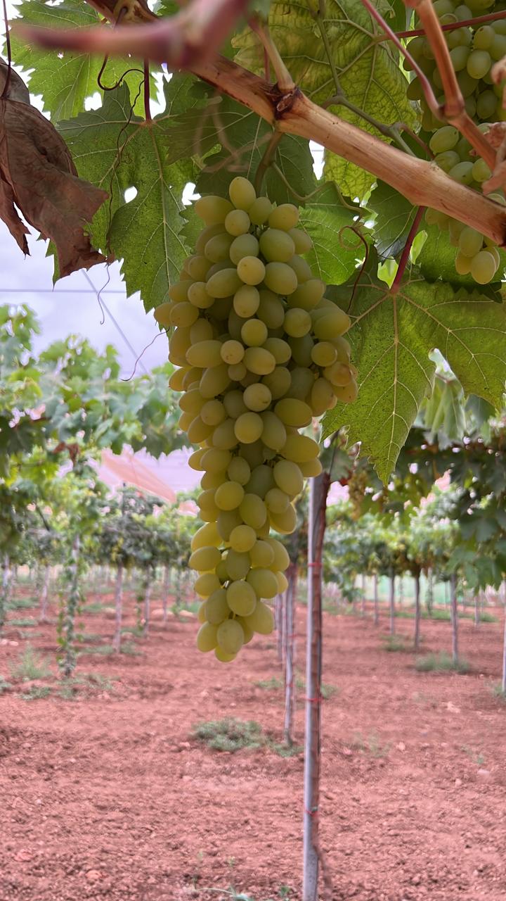Grappes de raisin cultivées avec irrigation goutte à goutte