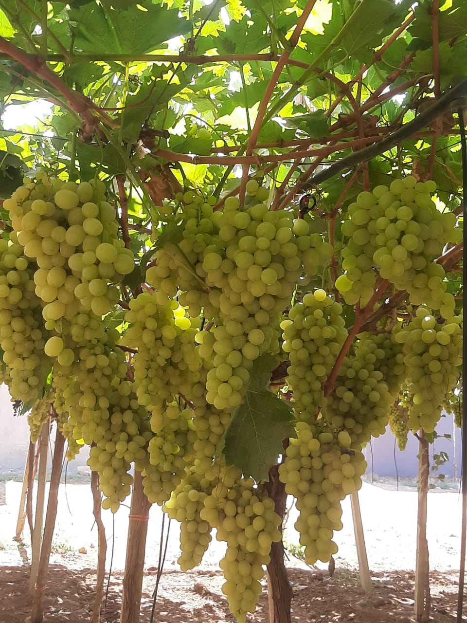Grappes de raisin blanc cultivées avec système d'irrigation goutte à goutte