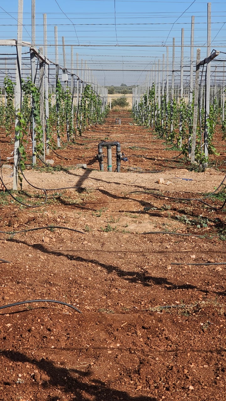 Tuyaux d'irrigation installés dans un vignoble