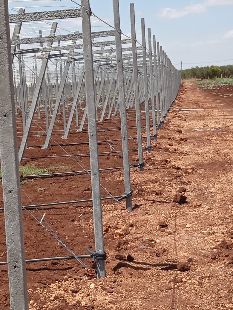 Structure métallique pour support de cultures