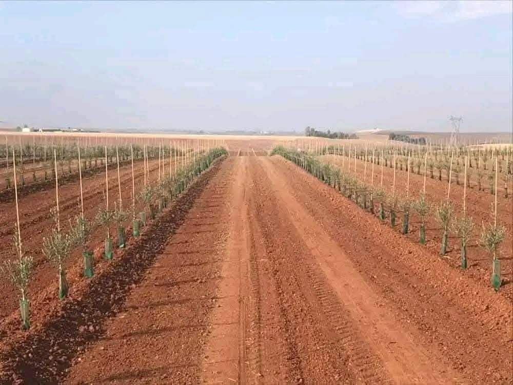 Plantation de jeunes arbres avec système d'irrigation