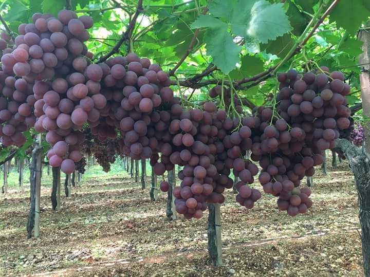 Grappes de raisin rouge cultivées avec système d'irrigation goutte à goutte