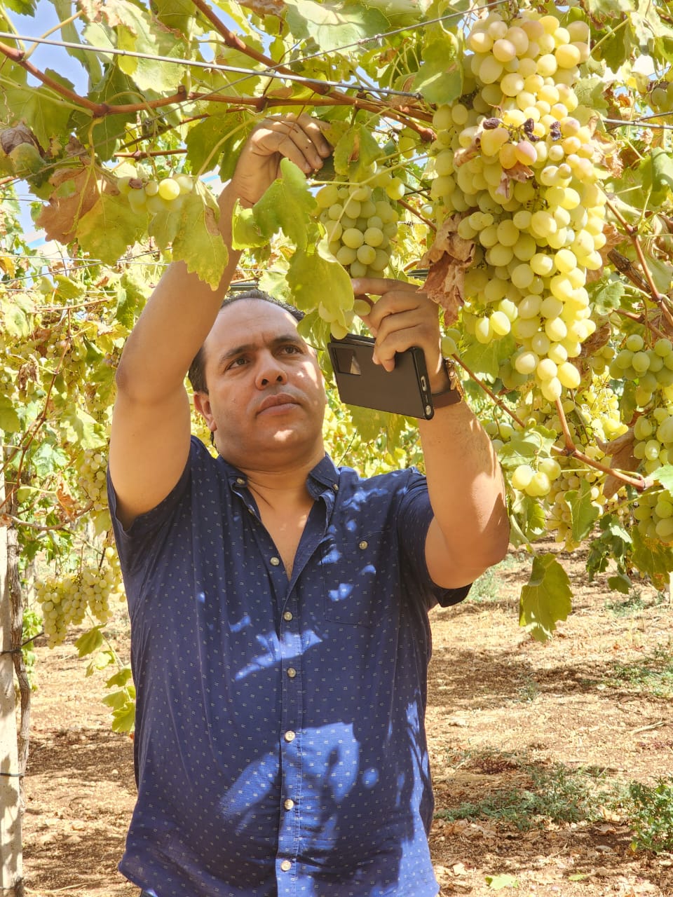 Inspection de la qualité des raisins dans un vignoble irrigué