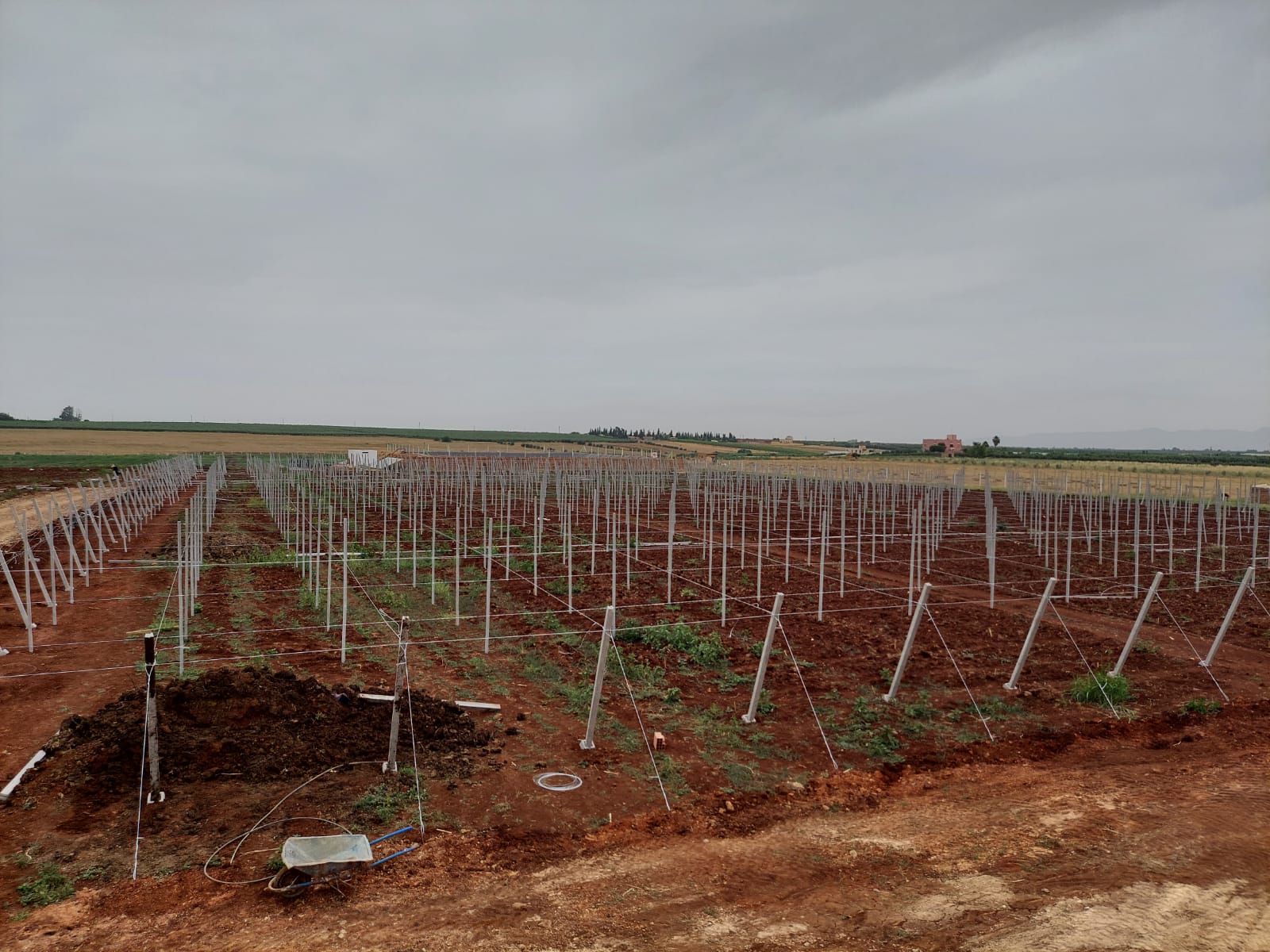 Installation de structures pour vignoble