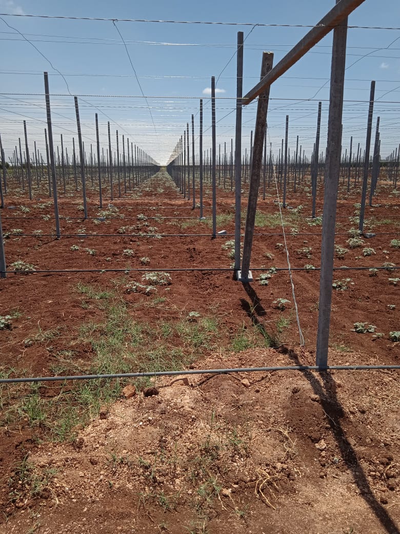 Système de treillis pour vignoble avec irrigation goutte à goutte
