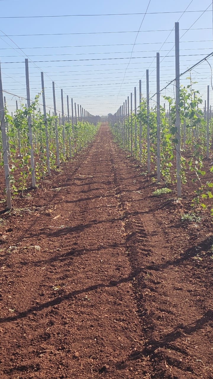 Vignoble avec système de treillis et irrigation