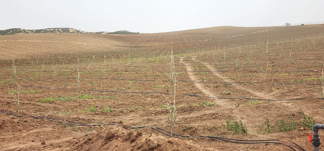 Jeune plantation avec système goutte à goutte